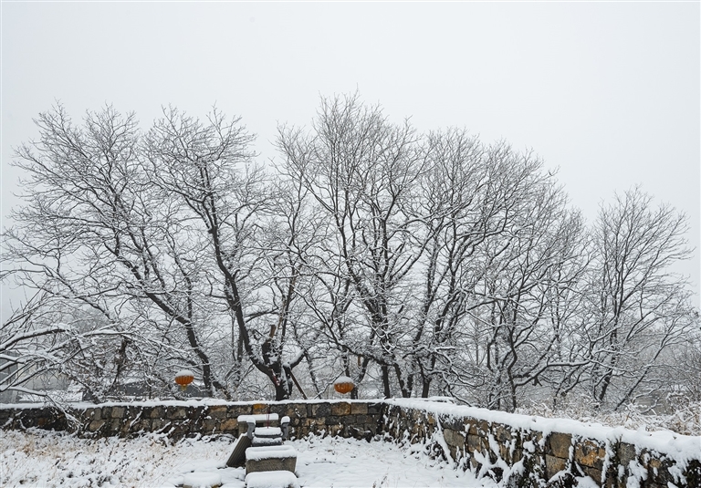 新密独木成林的古皂荚树。