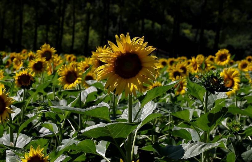 蓝田县鹿走沟村90亩向日葵盛开 推动农旅休闲产业发展