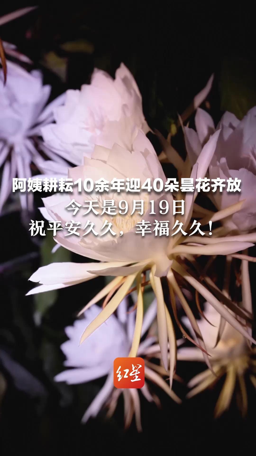 四川阿姨耕耘10余年 喜迎40朵昙花齐放 今天是9月19日  祝平安久久，幸福久久