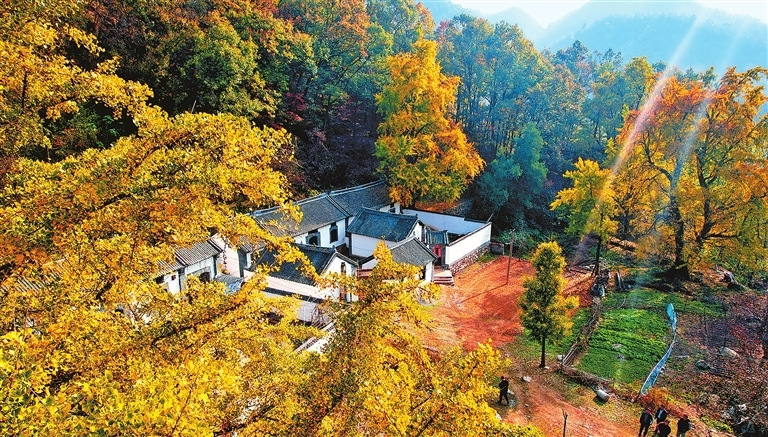 嵩县白河镇古银杏树。 张相正 摄