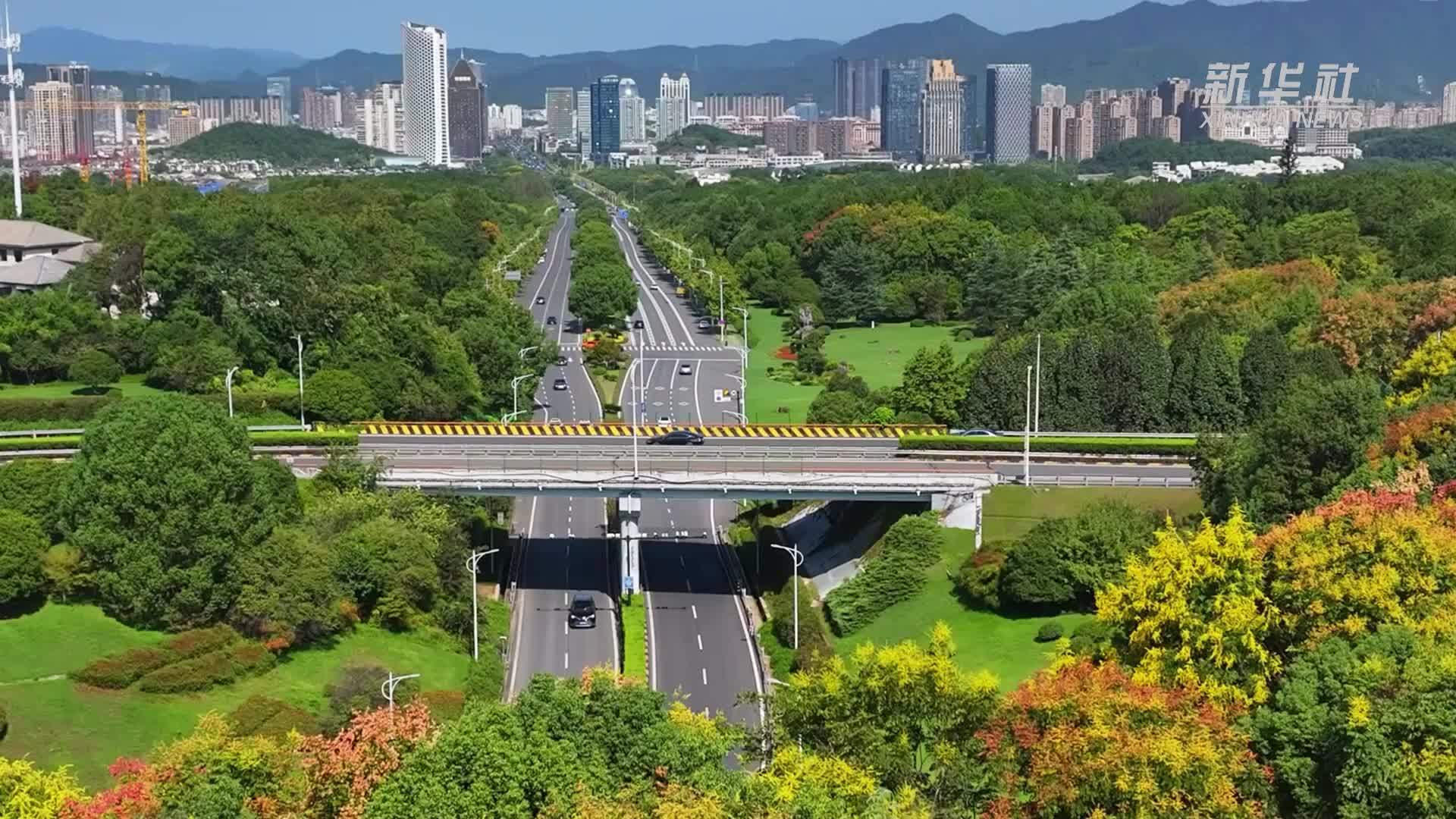 黄山栾树：一抹秋色染树梢