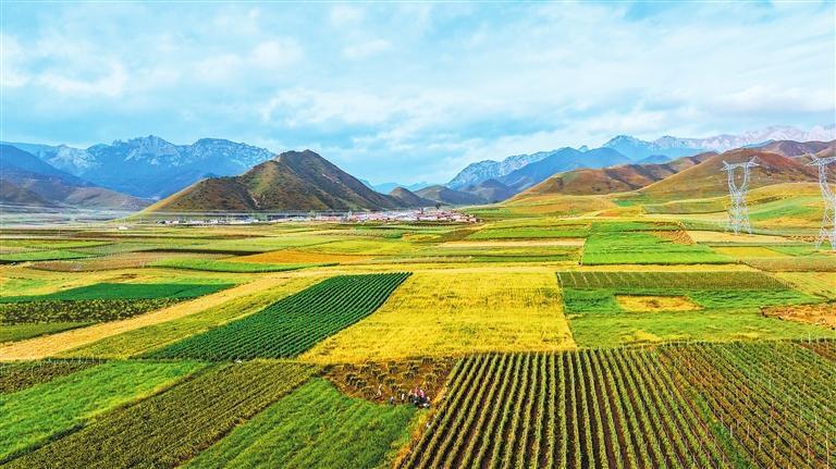 秋日，天祝县金强川农区呈现出一幅丰收的美丽画卷。新甘肃&middot;甘肃日报通讯员　赵世鹏