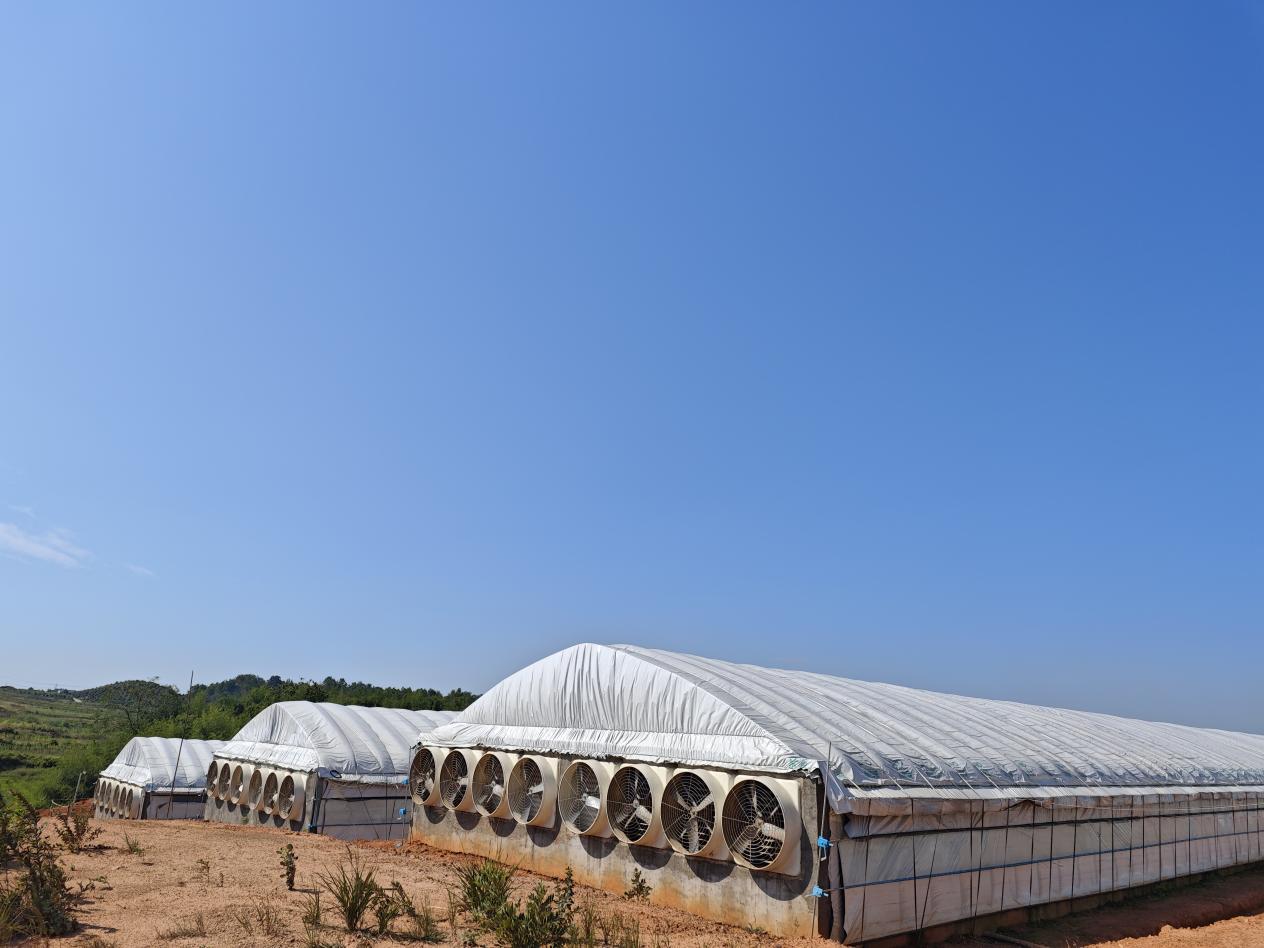 江西进贤：小肉鸭“孵”出致富大产业