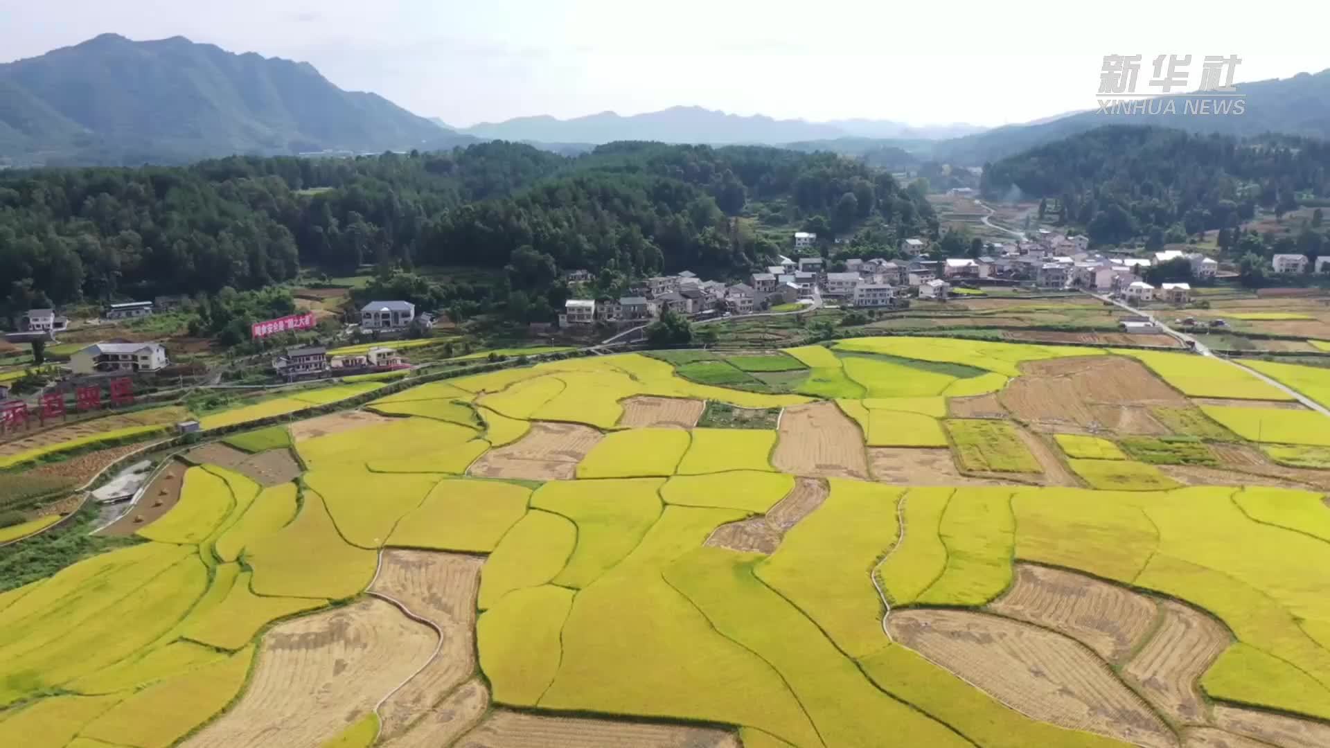 稻浪翻滚迎丰收！贵州遵义贡米村上演田园喜乐会