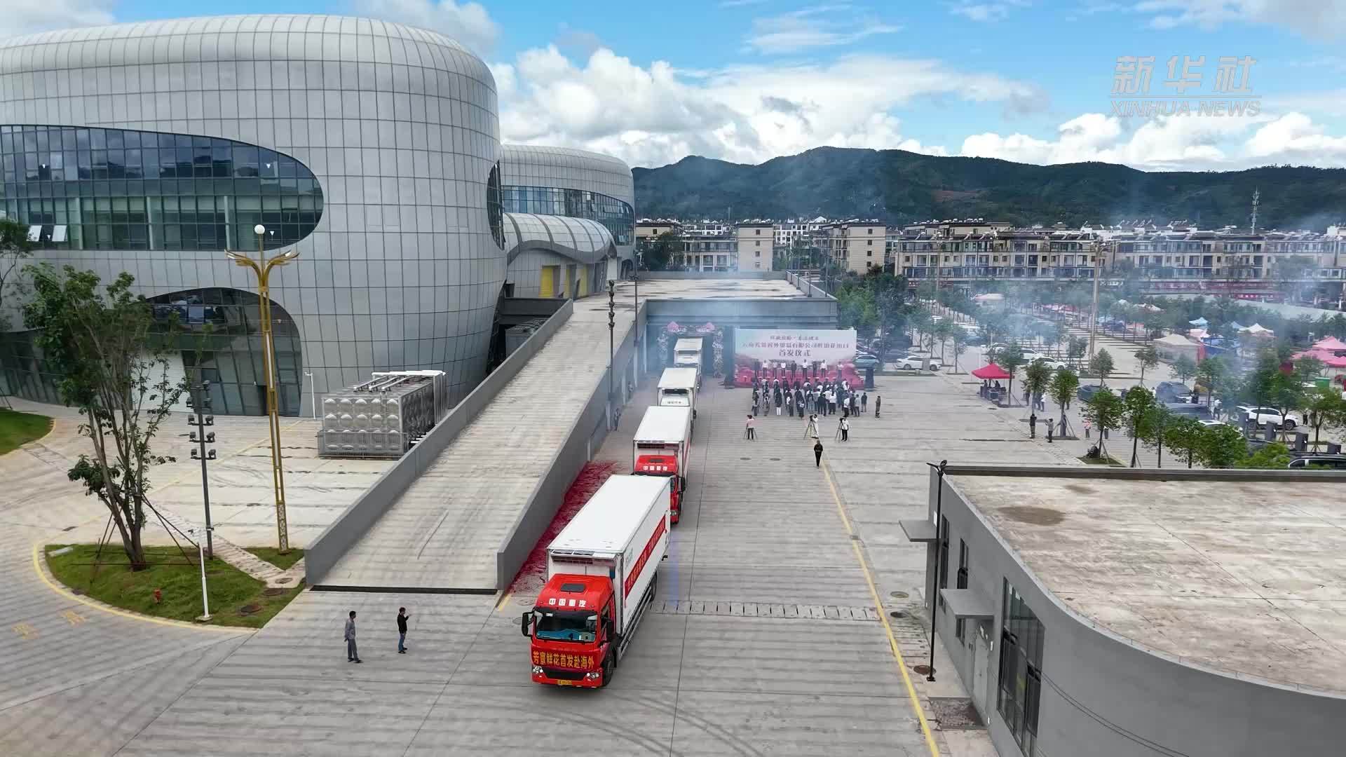 云南姚安国际花拍中心10万枝鲜切花首发国际市场