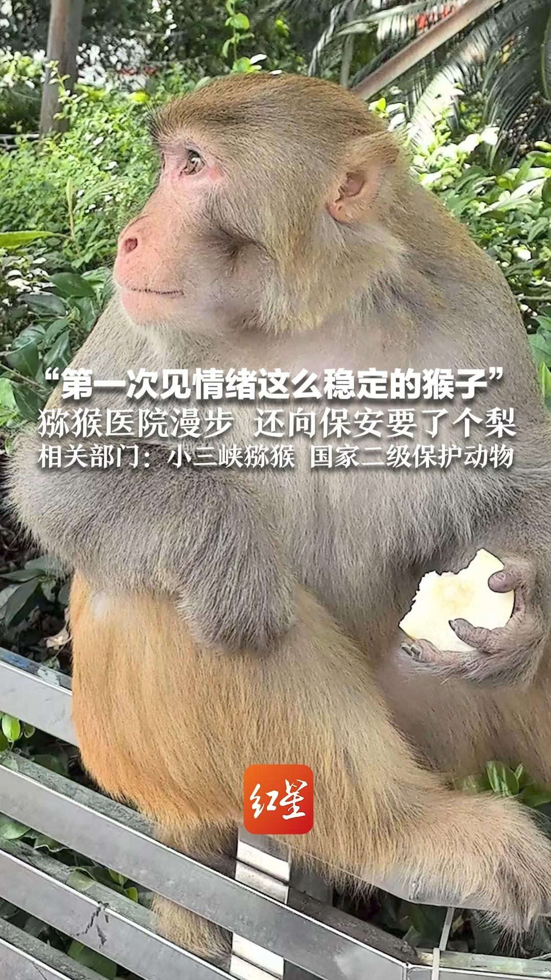 “第一次见情绪这么稳定的猴子”猕猴医院漫步，还向保安要了个梨 相关部门：小三峡猕猴 国家二级保护动物