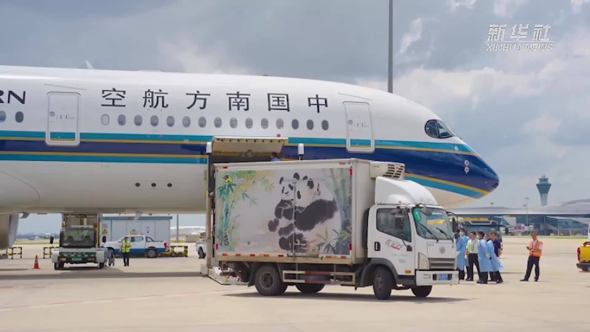 广州动物园新添两只大熊猫“久久”“友友”