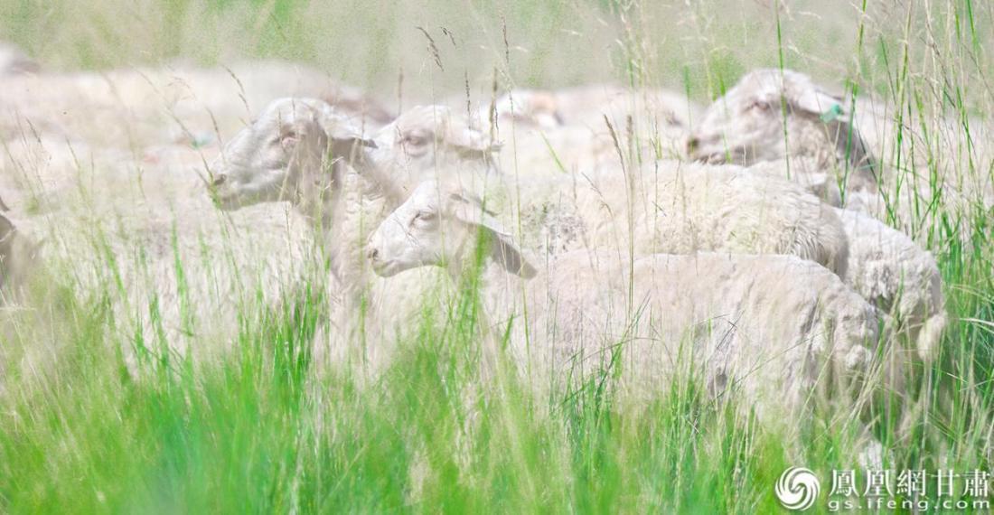 随着生态保护项目实施,尖山草原呈现风吹草低见牛羊的美景。
