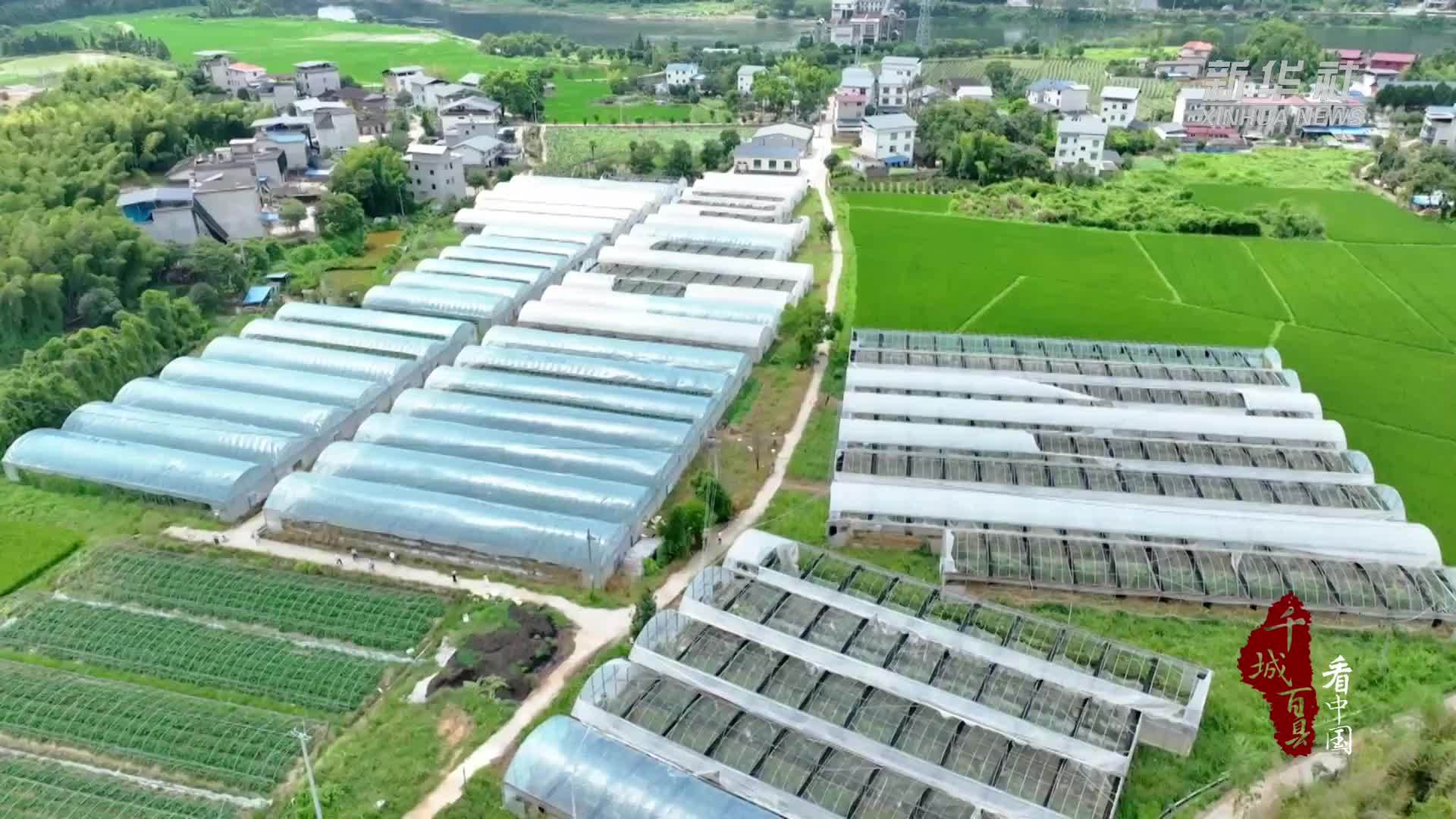 千城百县看中国·“丰”景正好｜福建顺昌：一颗无花果的“甜蜜振兴路”