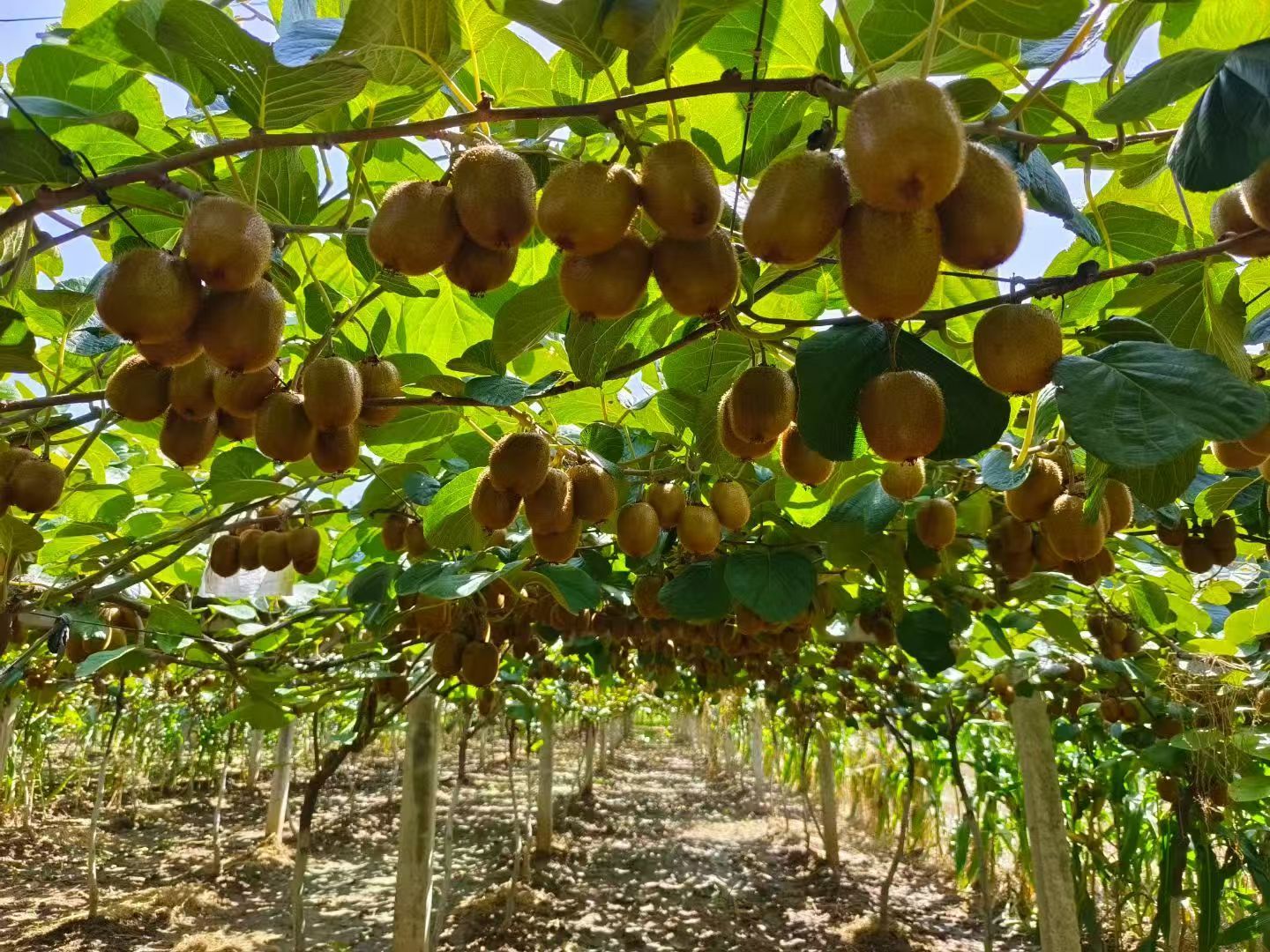 眉县成功举办第三届中国猕猴桃博览会“猕猴桃之夜”文艺晚会