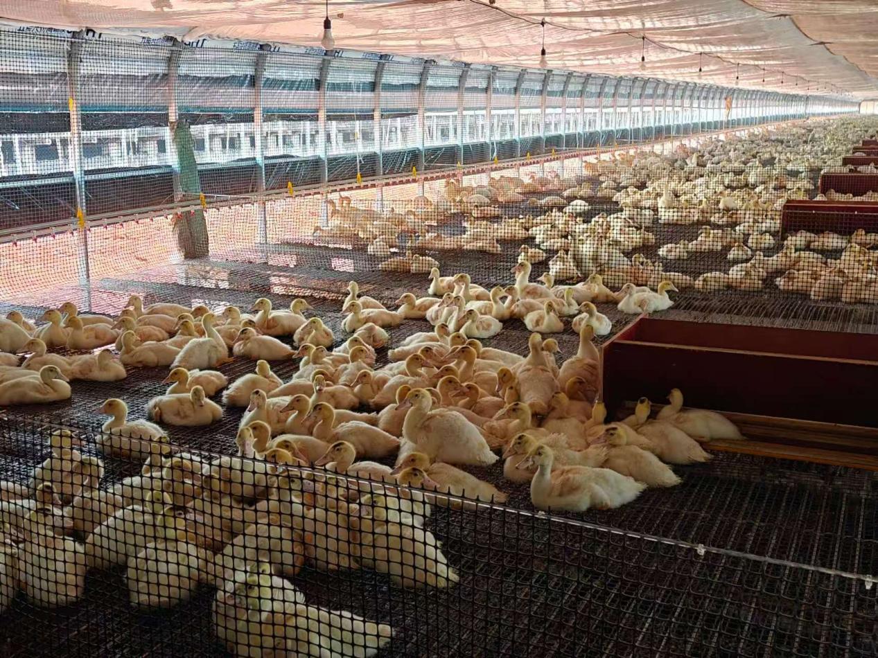 江西进贤：小肉鸭“孵”出致富大产业