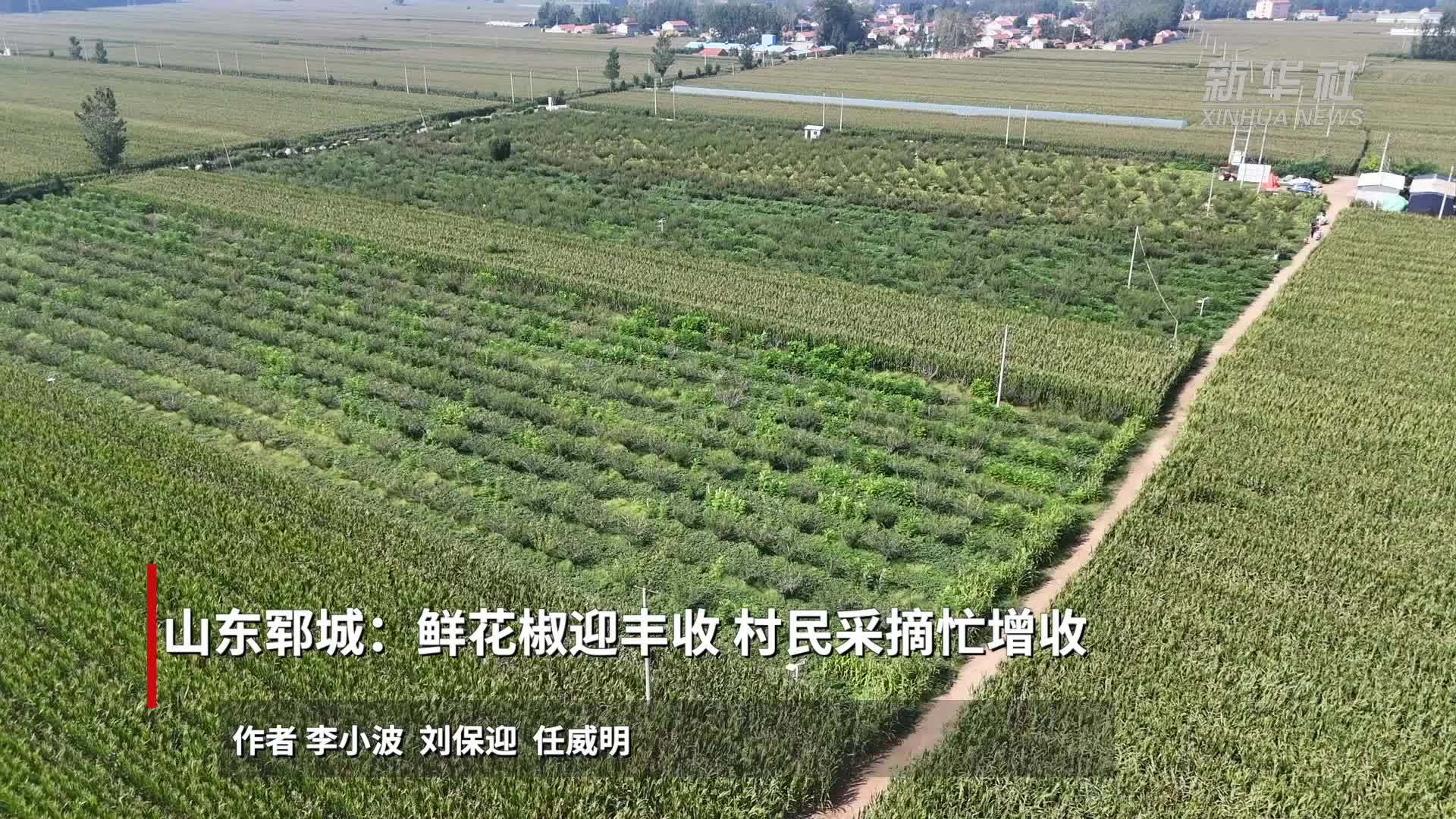 山东郓城：鲜花椒迎丰收 村民采摘忙增收