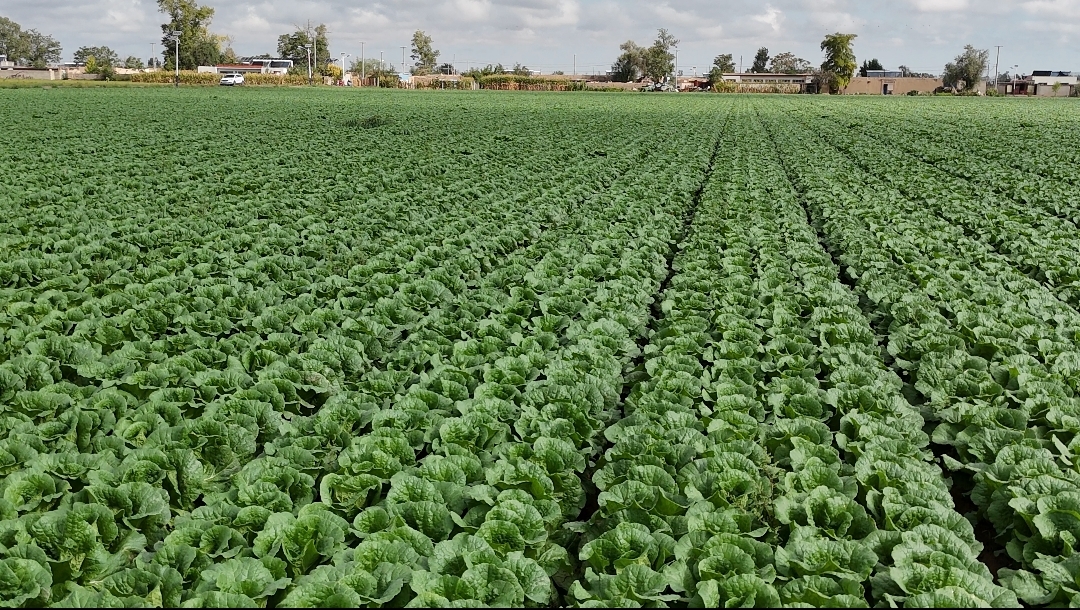 朱王堡镇种植的高原夏菜