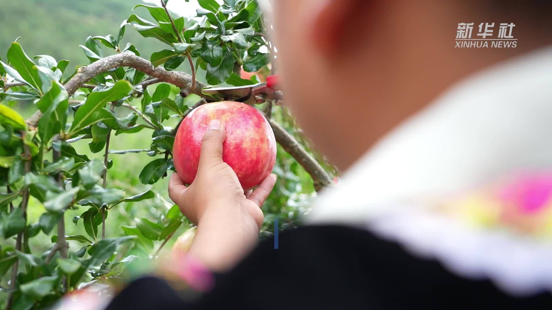 云南凤庆：秋日“红宝石”压弯枝