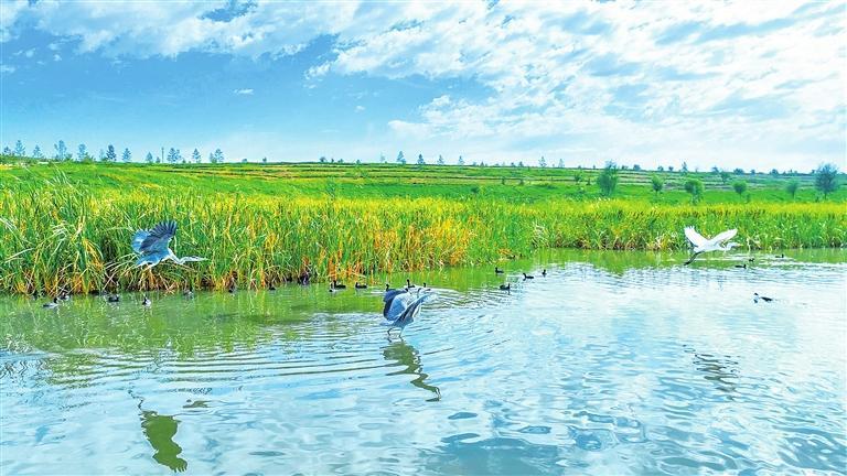 白鹭在水面上翩翩起舞