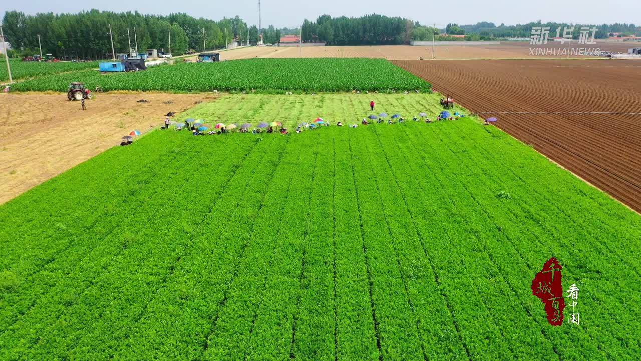 千城百县看中国·“丰”景正好｜山东广饶：金秋芹菜喜丰收