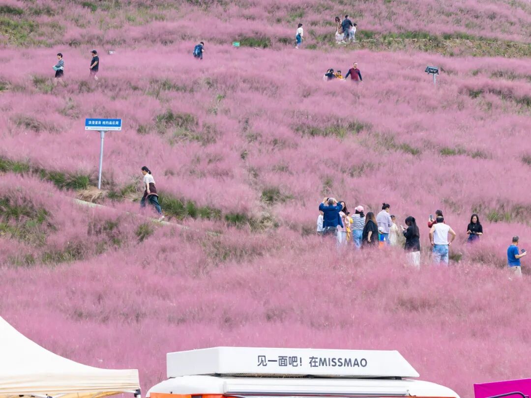 去年粉黛花海盛況 （樊建威 攝）