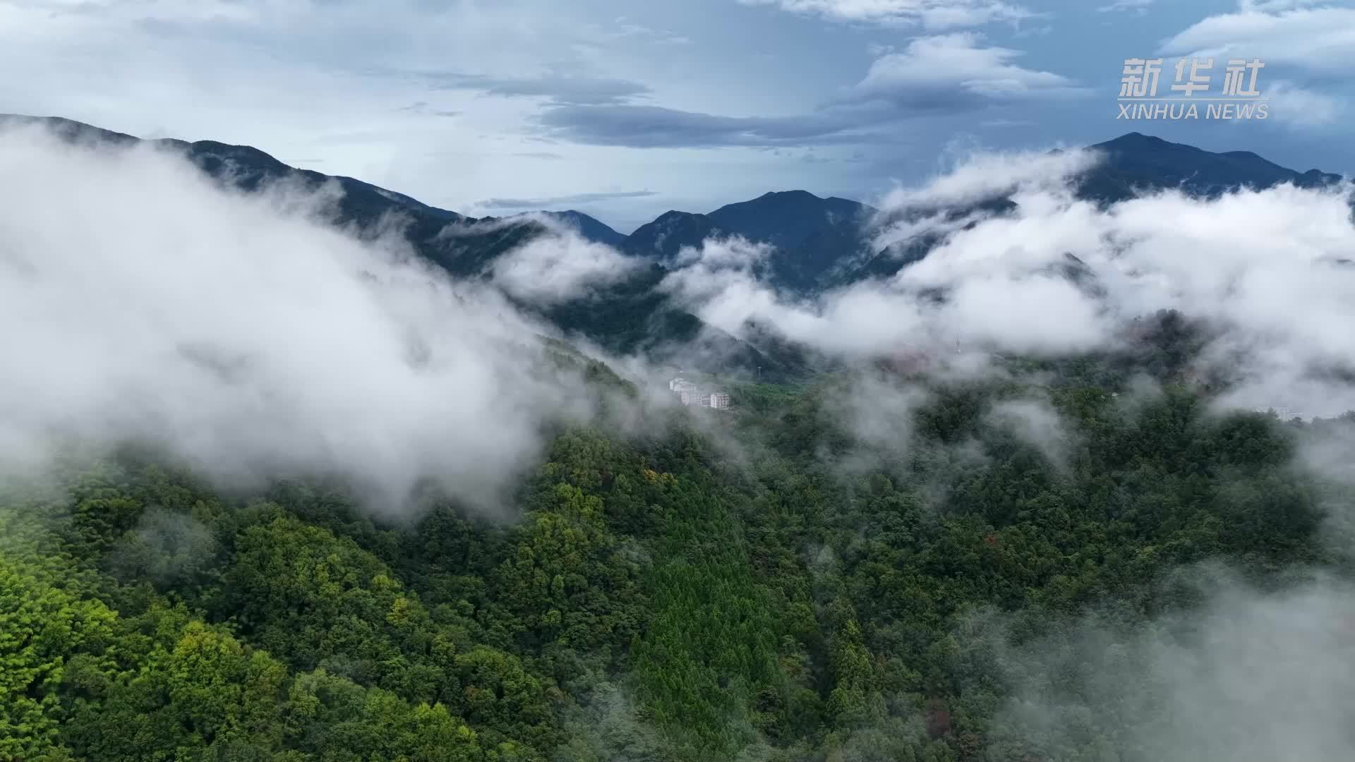 赏天目山古木 观山间灵动云雾