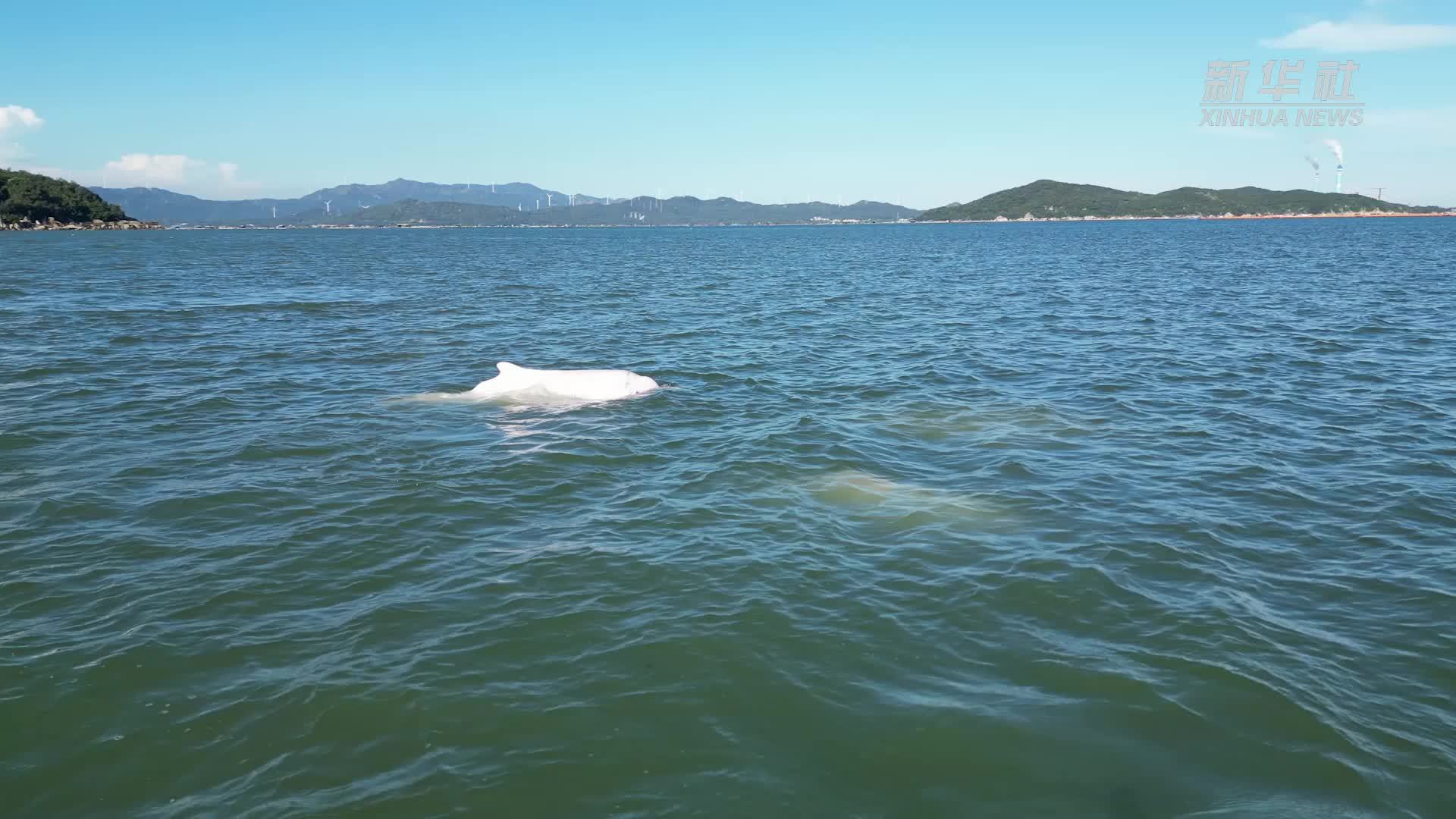 成群中华白海豚现身广东潮州海域嬉戏