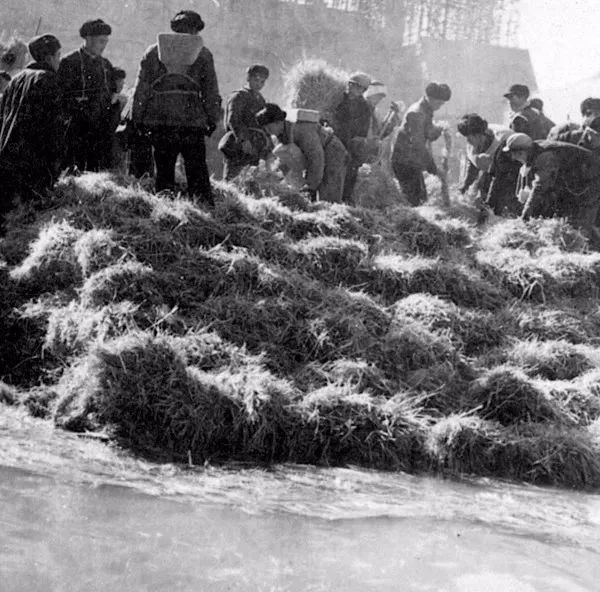 图4　1958年甘肃永靖盐锅峡草土围堰塞施工图