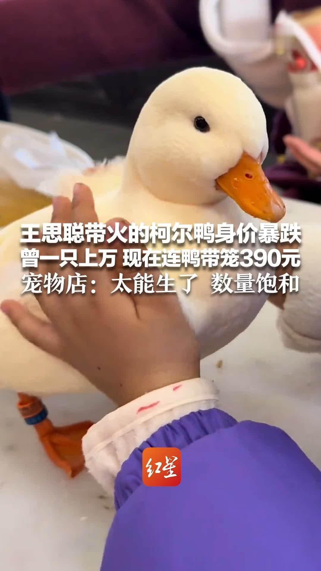 王思聪带火的柯尔鸭身价暴跌 曾一只上万 现在连鸭带笼390元 有人后悔买该品种只因“太吵”  宠物店：太能生了 数量饱和