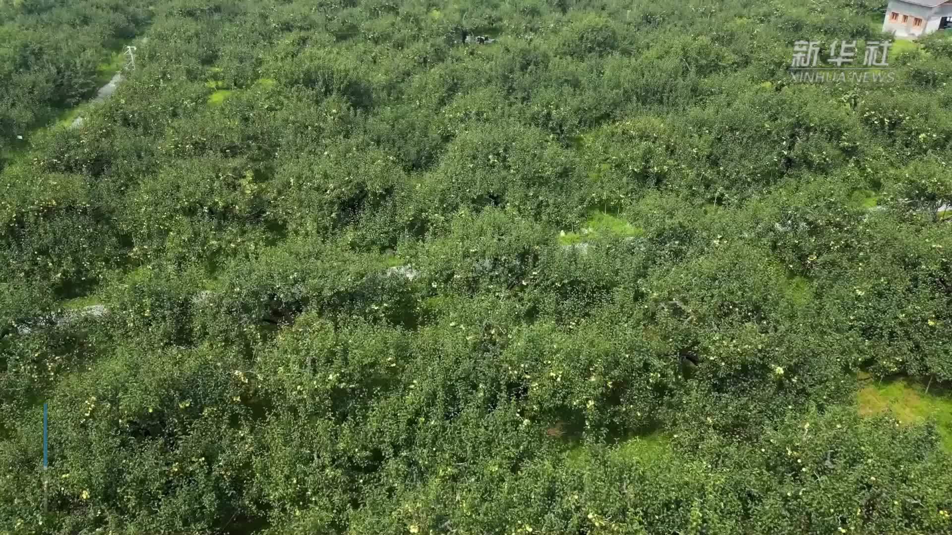 安徽砀山：金秋时节 梨果飘香
