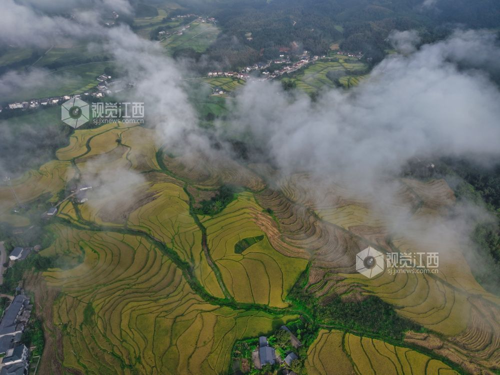 宜春：潭山梯田迎丰收图景（图）