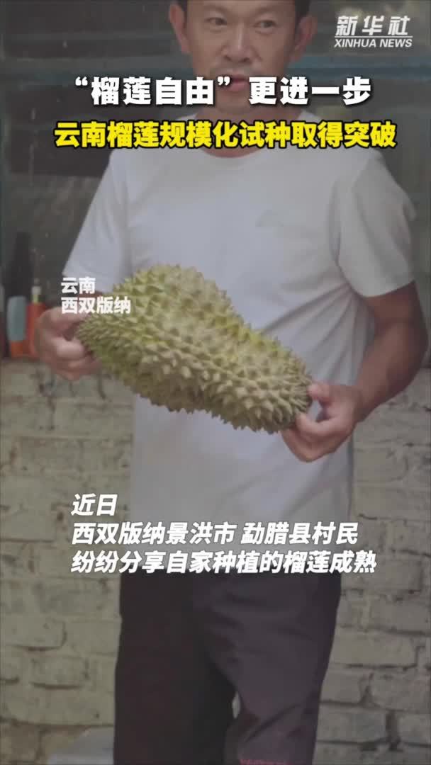 “榴莲自由”更进一步！云南榴莲规模化试种取得突破