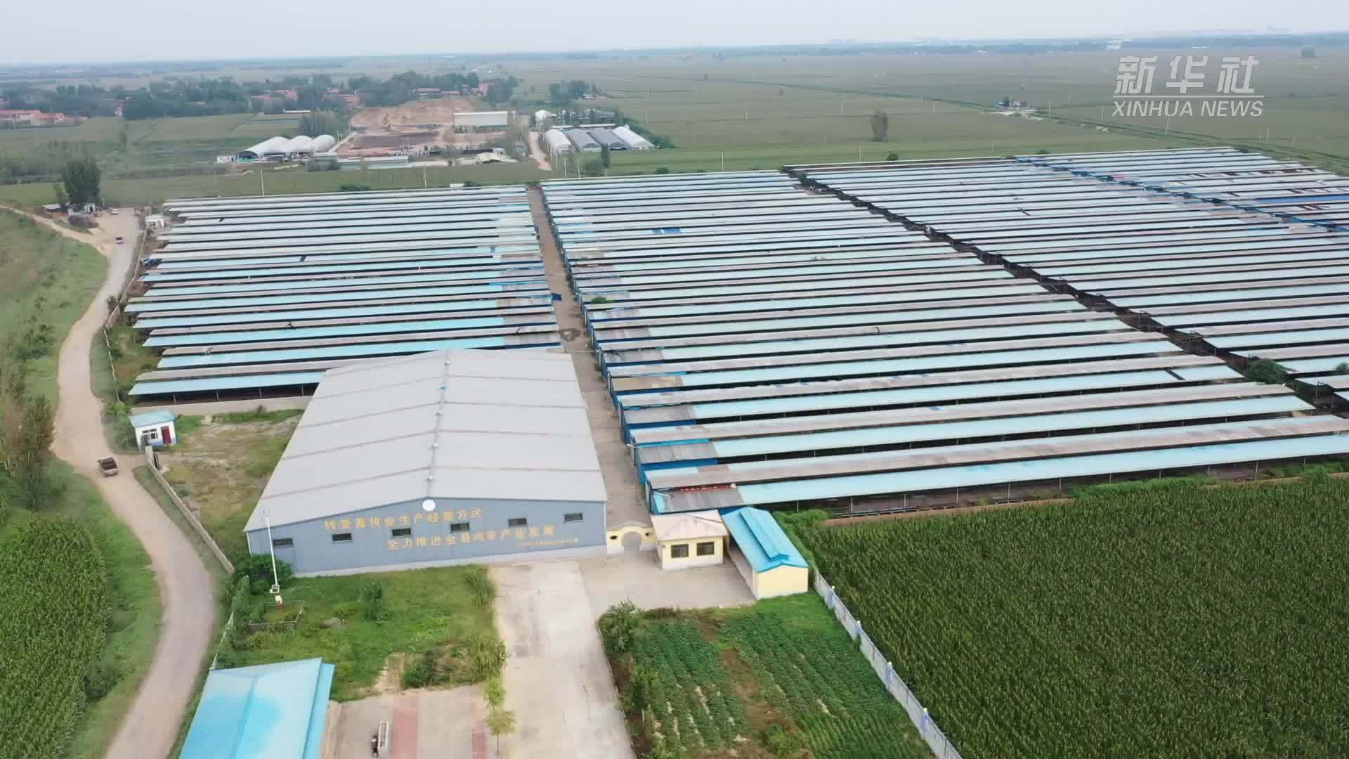 河北邱县：牛羊肉产业助力县域经济发展