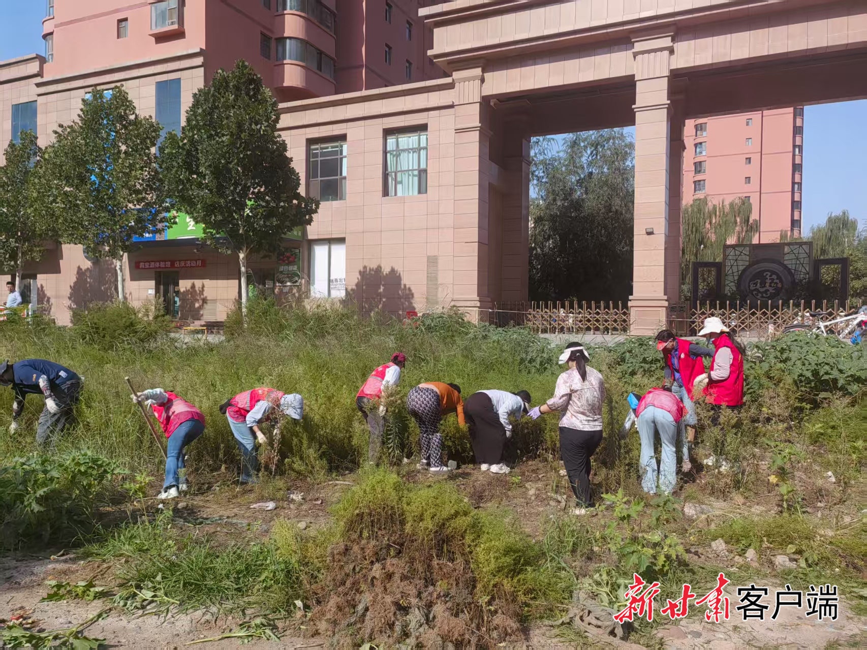 工作人员和志愿者一起清理蒿草