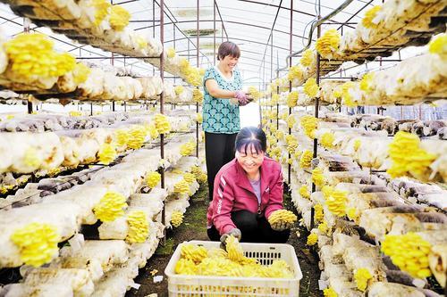 平泉村民正在采收食用菌。