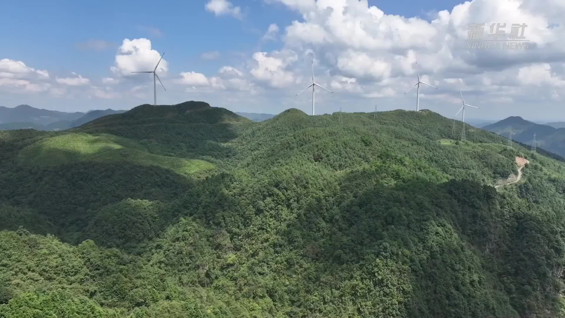贵州黎平：林下天麻铺就乡村振兴致富路