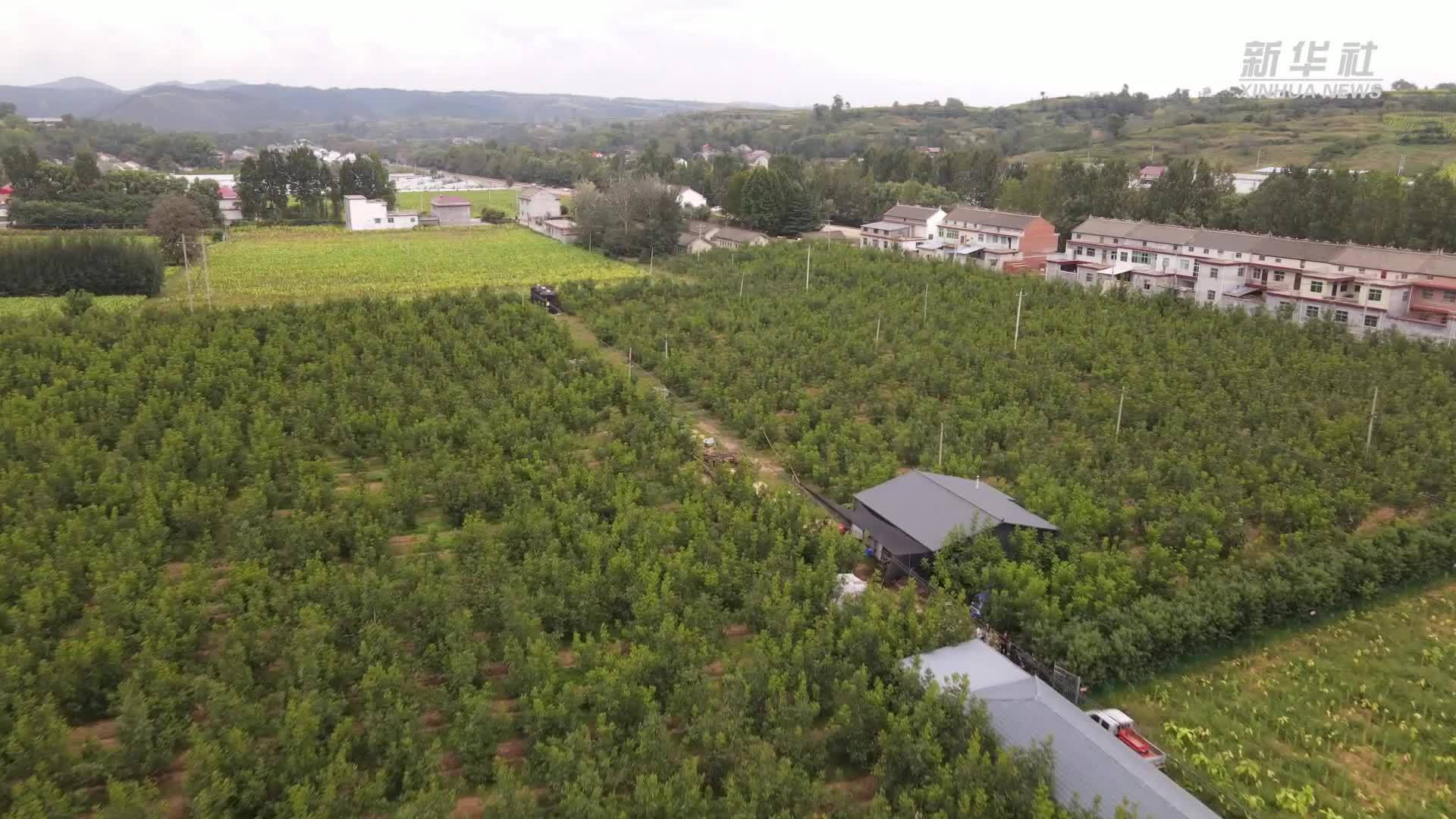 陕西商洛：林间“土山珍”致富“新靠山”