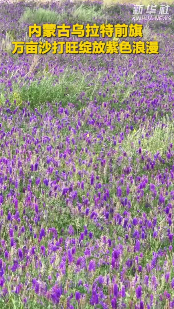 秀我中国｜内蒙古乌拉特前旗：万亩沙打旺绽放紫色浪漫