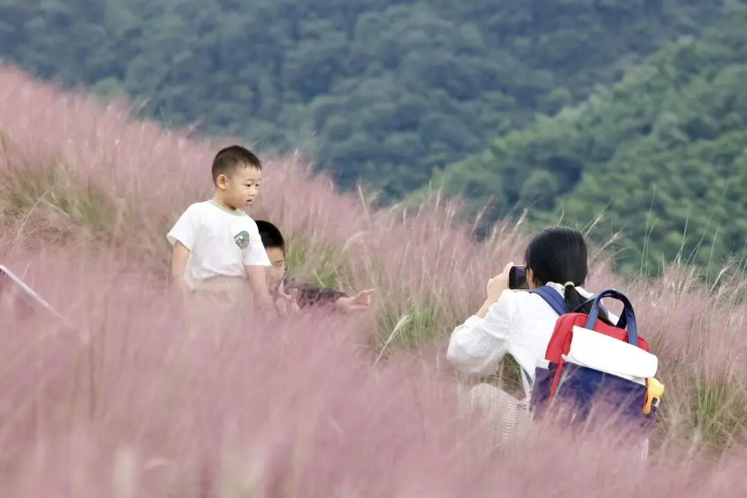 去年粉黛花海盛況 （樊建威 攝）