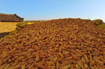 守牢粮食安全“耕基” 甘肃灵台有“粮”策凤凰网甘肃凤凰网 