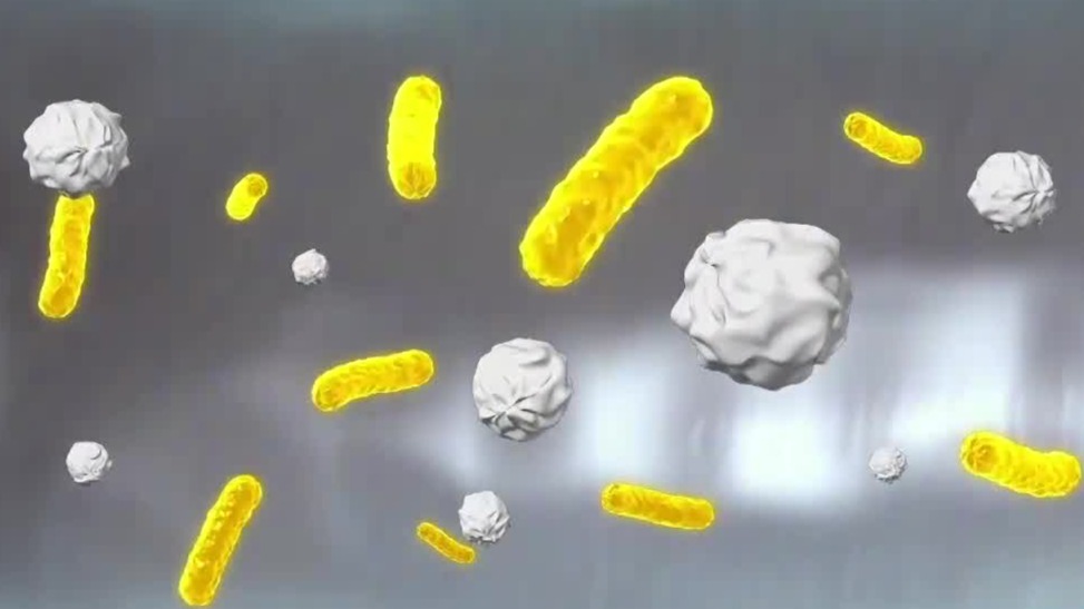 肠道菌群新发现：狄氏副拟杆菌如何促进肝脏再生？