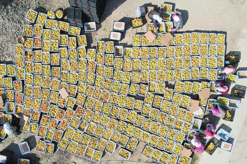 9月19日，金塔县金苗农业有限责任公司的工人正忙着分拣、包装南果梨，一派丰收景象。曹红祖　李永华　摄