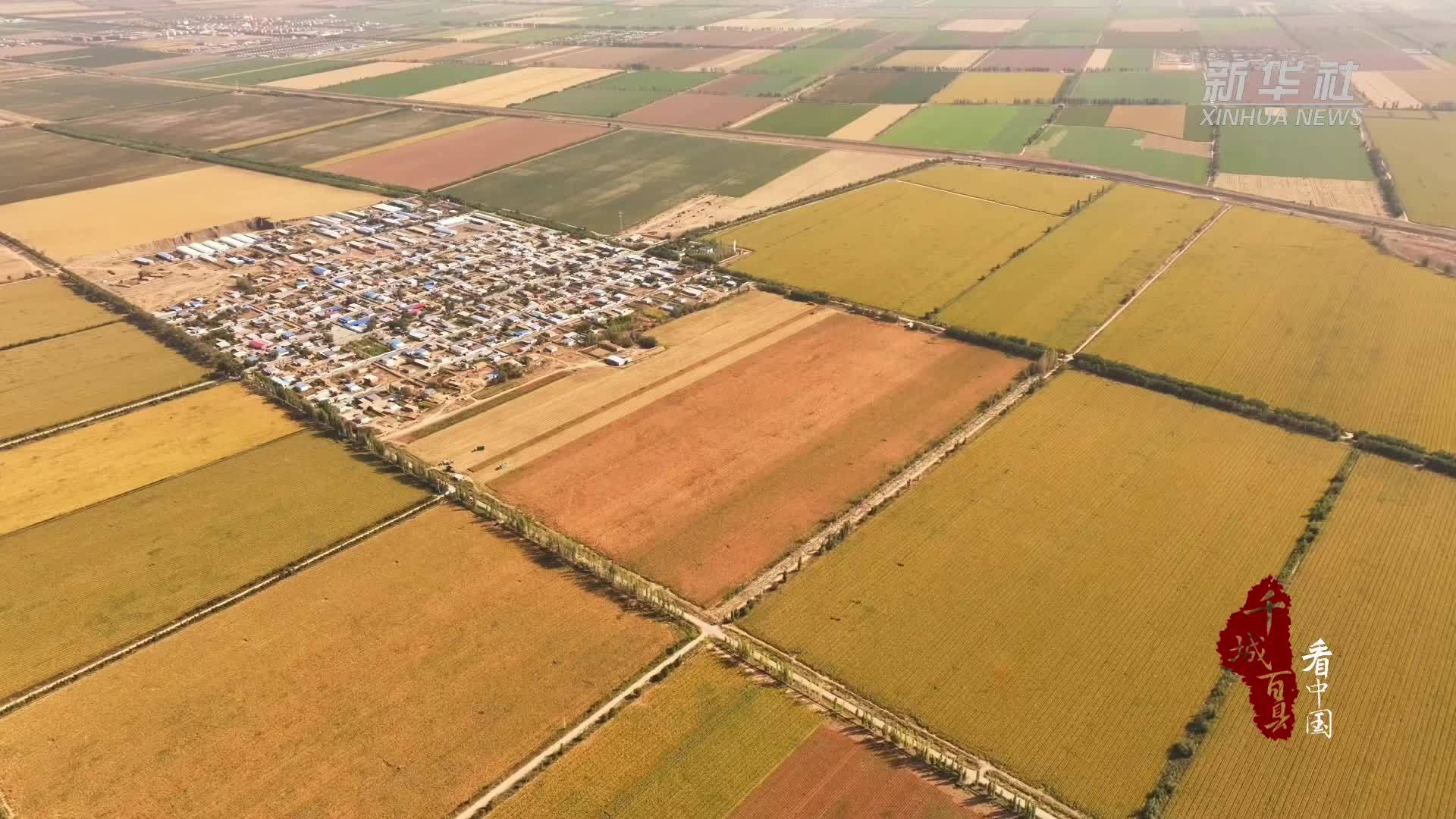 千城百县看中国·“丰”景正好｜新疆昌吉：146万亩玉米采收正当时