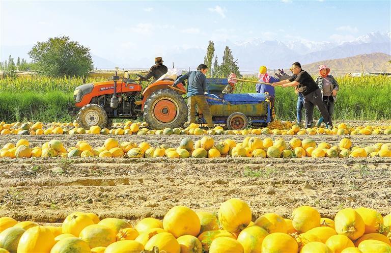 嘉峪关市文殊镇塔湾村的制种葫芦喜获丰收　新甘肃&middot;甘肃日报通讯员　马玉福