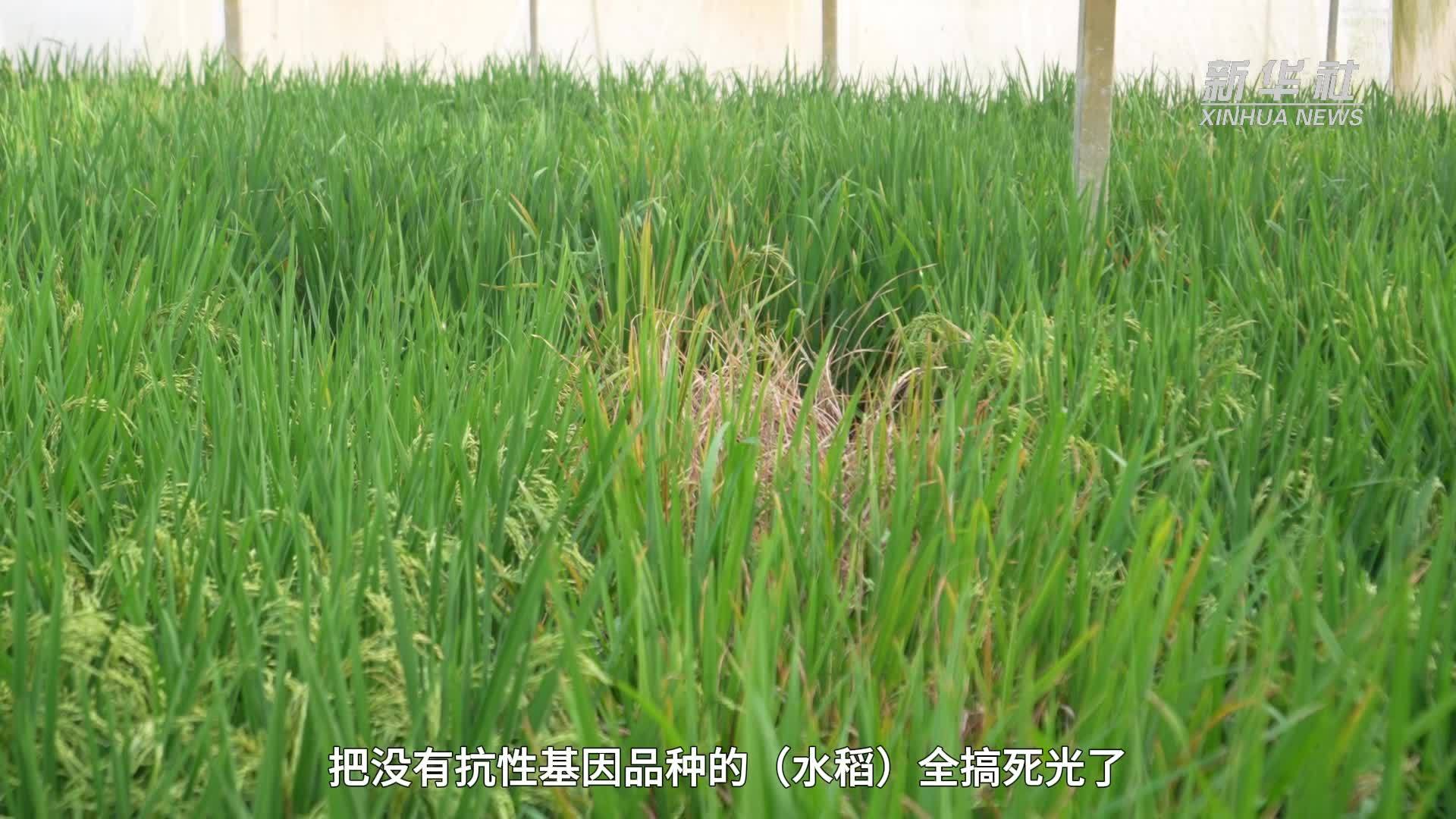 南繁稻田里的“育种魔法师”——杨远柱