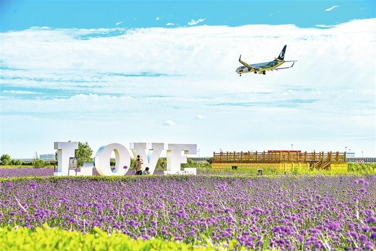 临港花海吸引游客来打卡