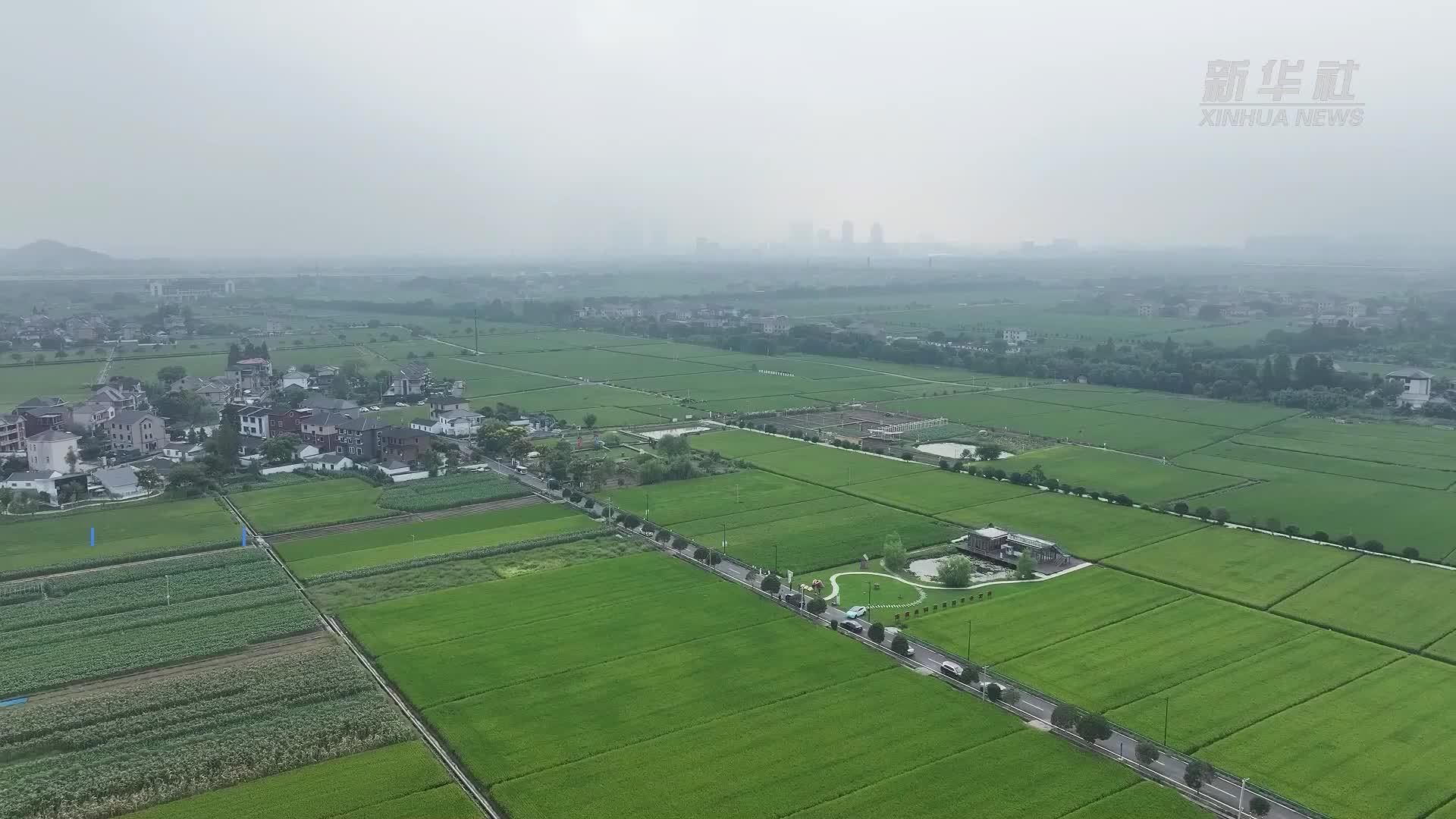 杭州余杭：秋日稻韵迎丰收