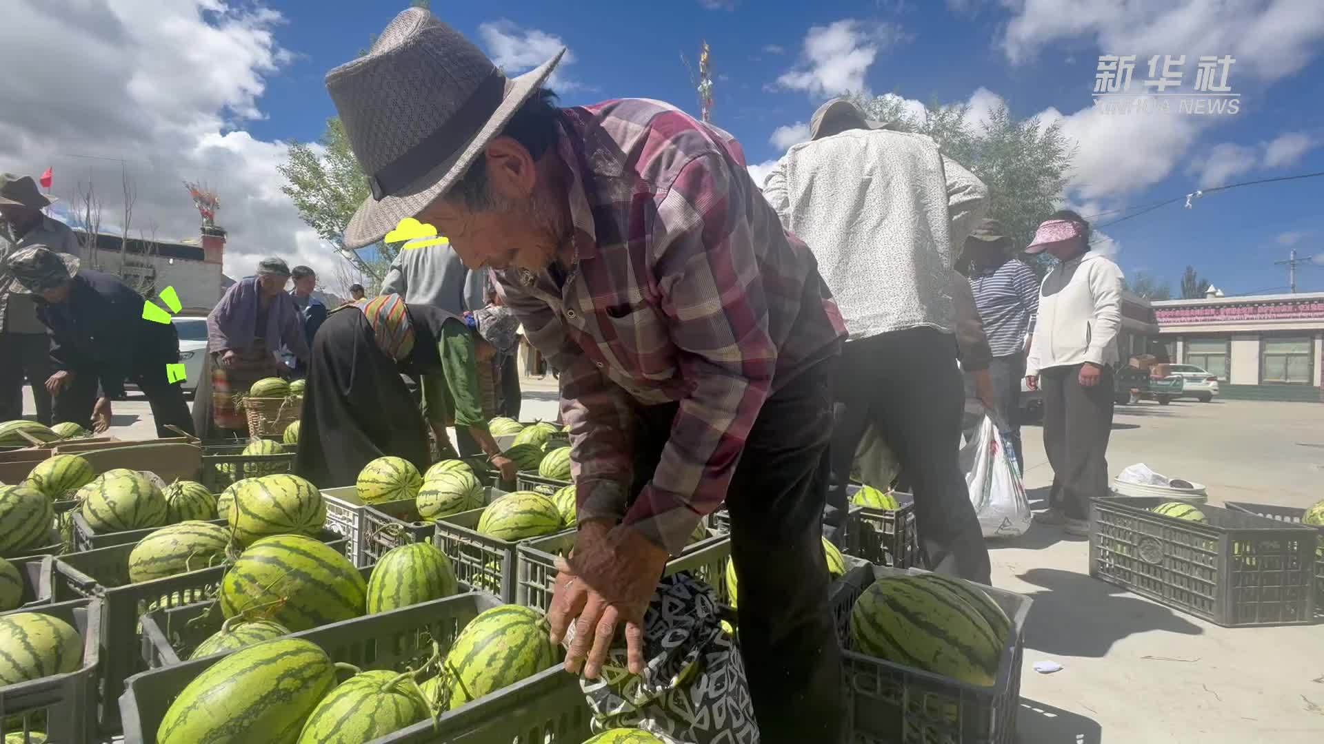 高原新农人｜高原丰收的独特“甜香”
