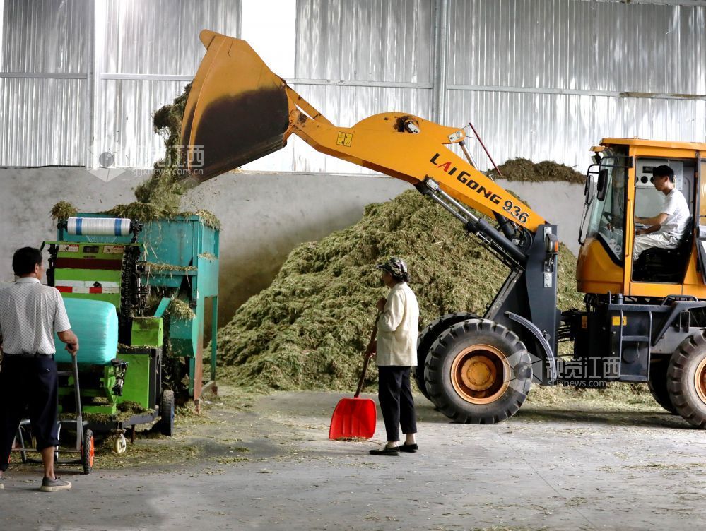 金秋时节,江西省分宜县分宜镇水北村、池塘村等地的青贮饲草进入大规模收割季。饲草种植企业抢抓农时进行收割与加工,田间地头与加工车间内呈现出一派忙碌的采收加工景象。