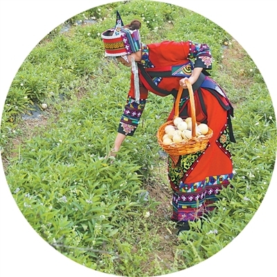 云南石林县，村民在摘人参果。