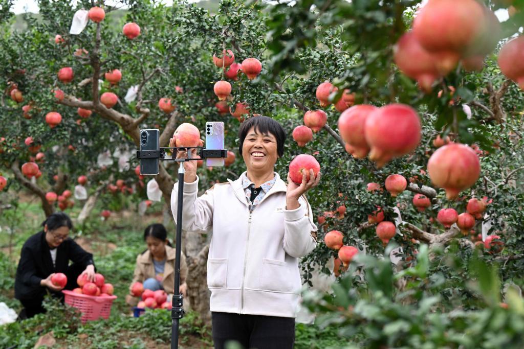 9月22日，在河北省石家庄市元氏县北正乡北正村，农民在石榴园直播带货。新华社发（陈其保摄）