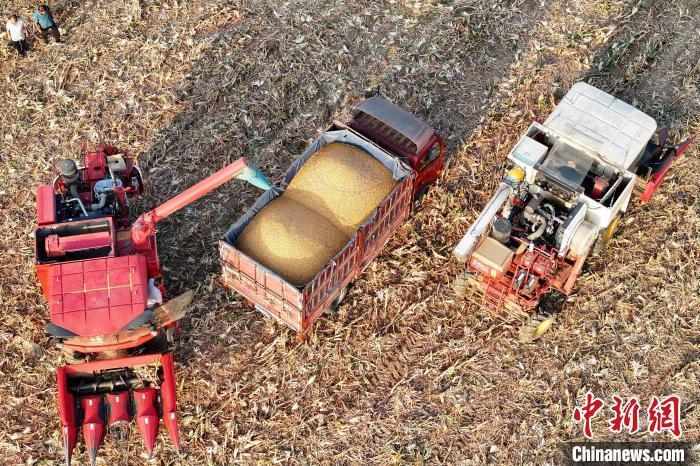 秋分时吃的“秋菜”,到底是啥?