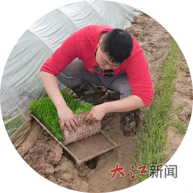 刘蓊泽在仔细察看田里的秧苗。