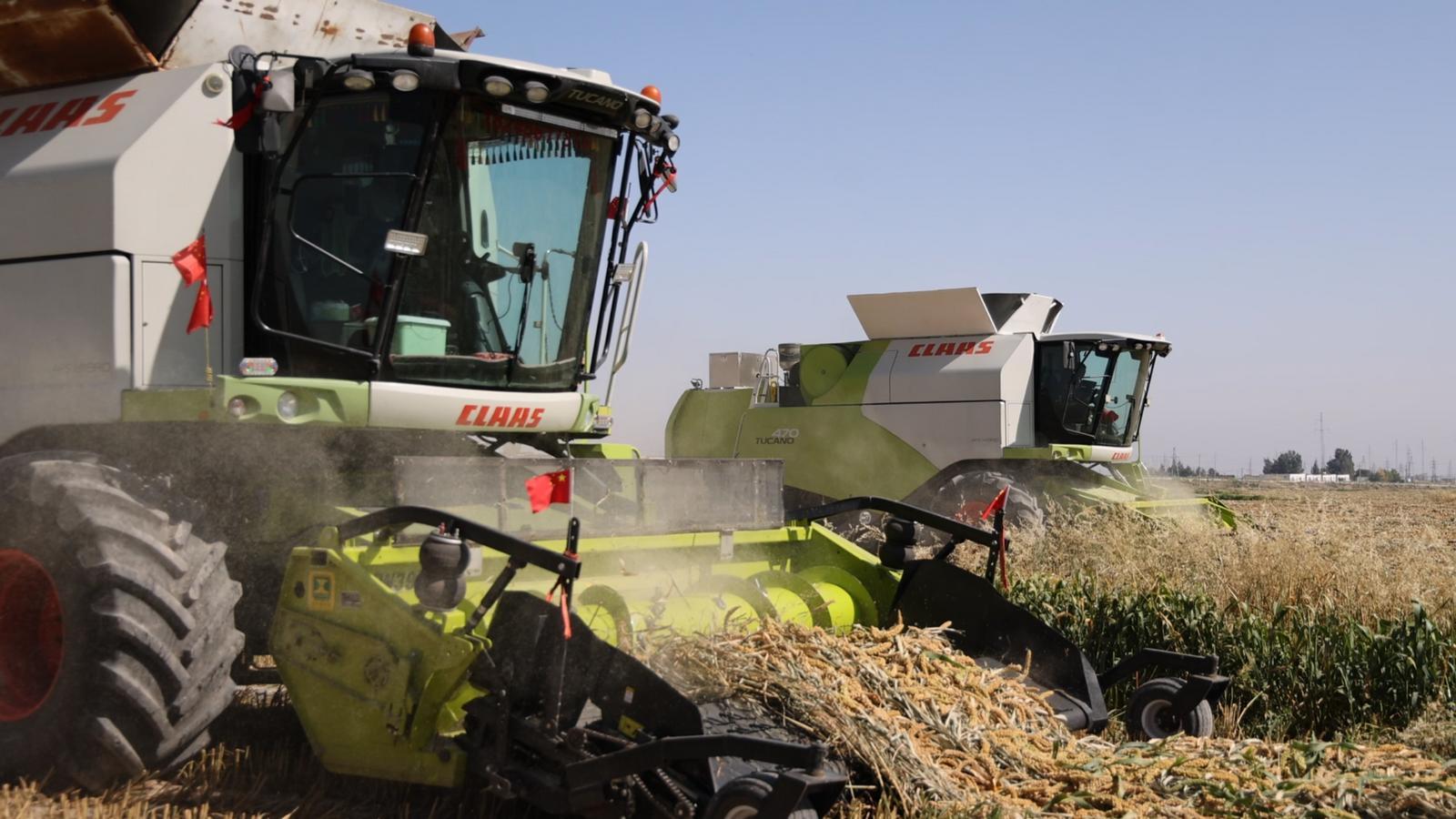 △“张杂谷”谷田里，脱粒收割机正来回穿梭。